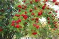 Sorbus aucuparia